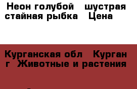 Неон голубой - шустрая стайная рыбка › Цена ­ 40 - Курганская обл., Курган г. Животные и растения » Аквариумистика   